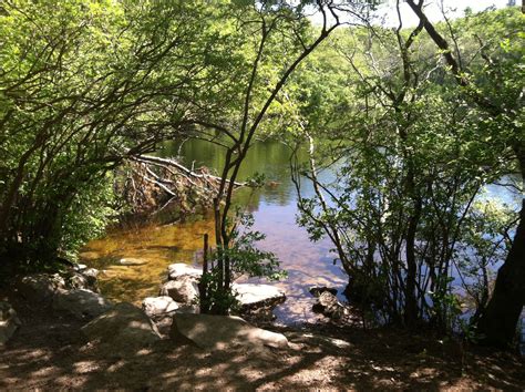 Photo of a pond in Cape Cod, which is a major setting of The Paper Palace