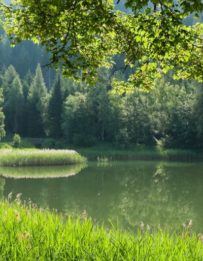 Photograph of a calm pond in Cape Cod