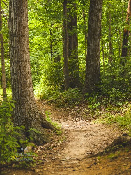 A path through a wooded area