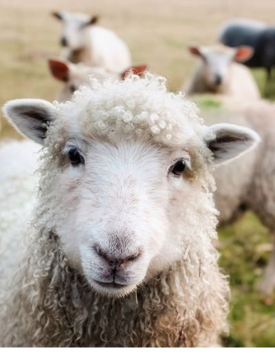 Photo of a sheep staring into the camera