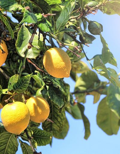 Photo of lemons growing a tree, similar to the cover of The Villa
