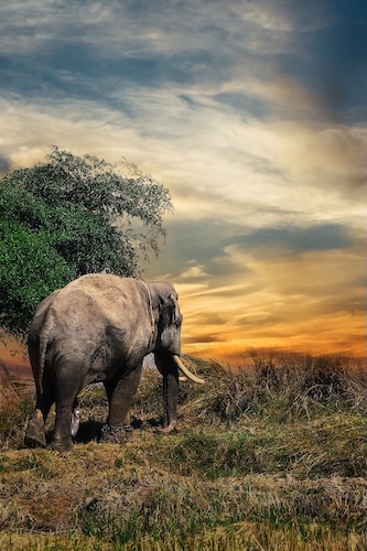 Photo of an elephant in Africa at sunset