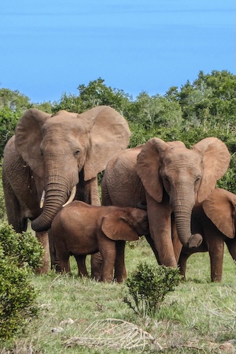 Group of four elephants