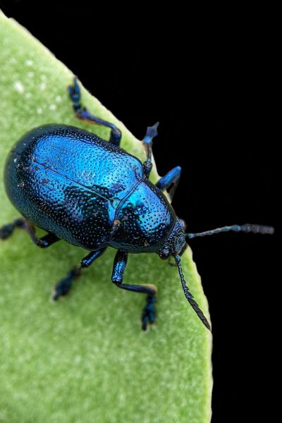 Blue Japanese beetle on a green leaf